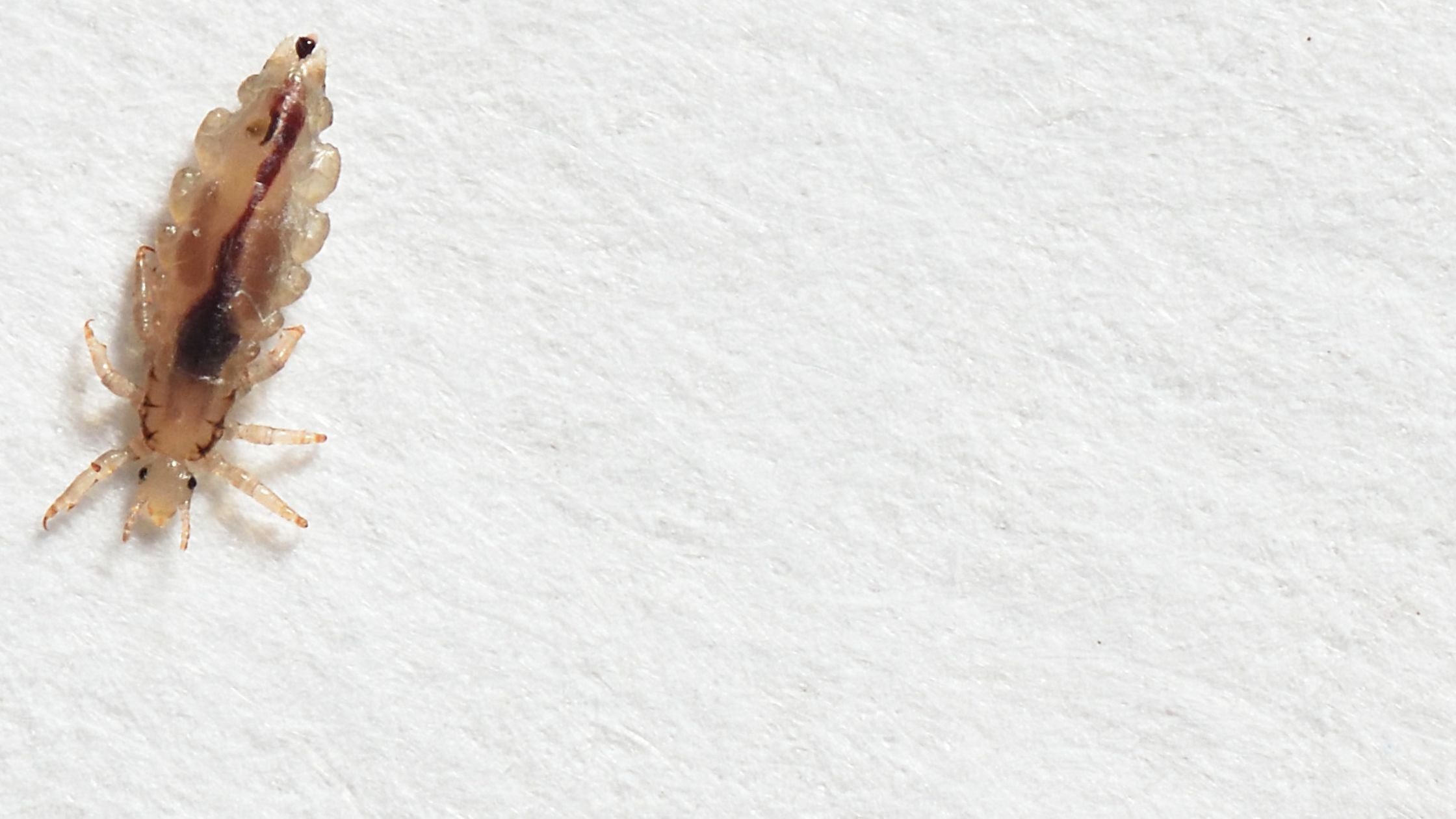 Photo poux vue de près 