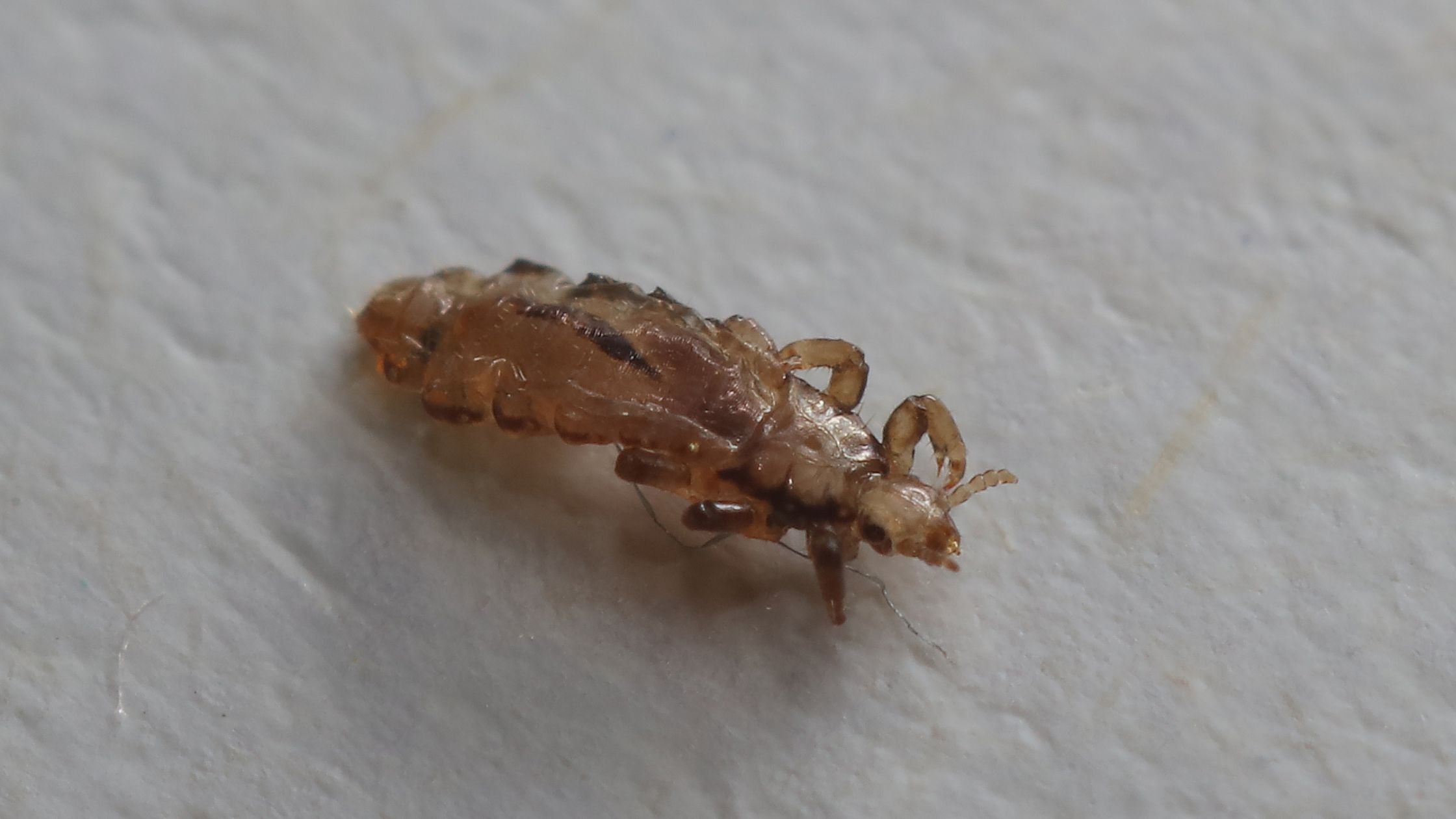 Image poux vue de près sur fond blanc 