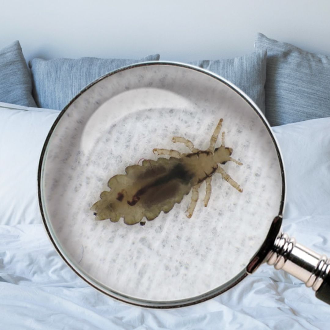 photo_poux_zoom_avec_une_loupe